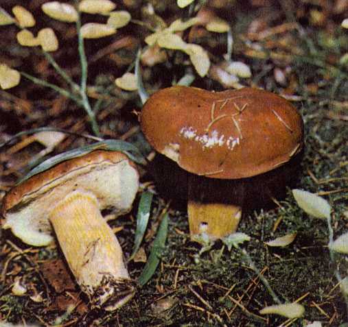 Как замораживать белый гриб на зиму: основные принципы Правила обработки Рецепты заморозки грибов и бульона Техника и срок хранения