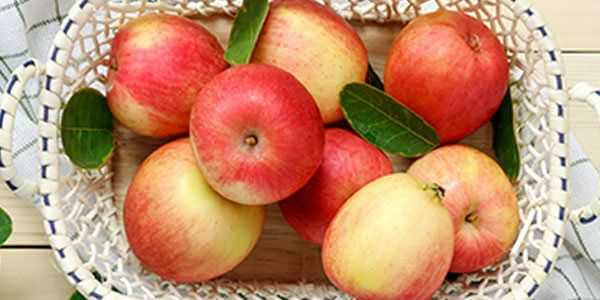 Моченые яблоки: состав, польза, вред, применение, противопоказания
