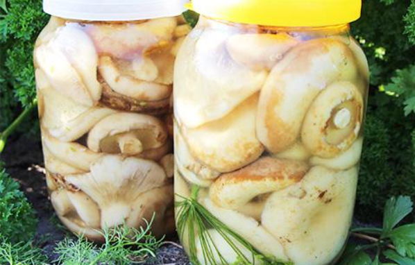 Как солить грибы на зиму в банках: простые рецепты в домашних условиях с фото