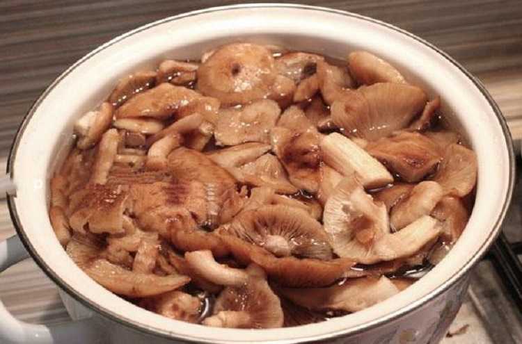 Базовый рецепт засолки опят на зиму под гнетом. Приготовление соленых грибов холодным и горячим способом. Оптимальные условия и варианты хранения консервации.