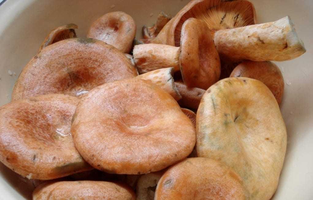 Грибная икра из соленых грибов — пошаговый рецепт с фото