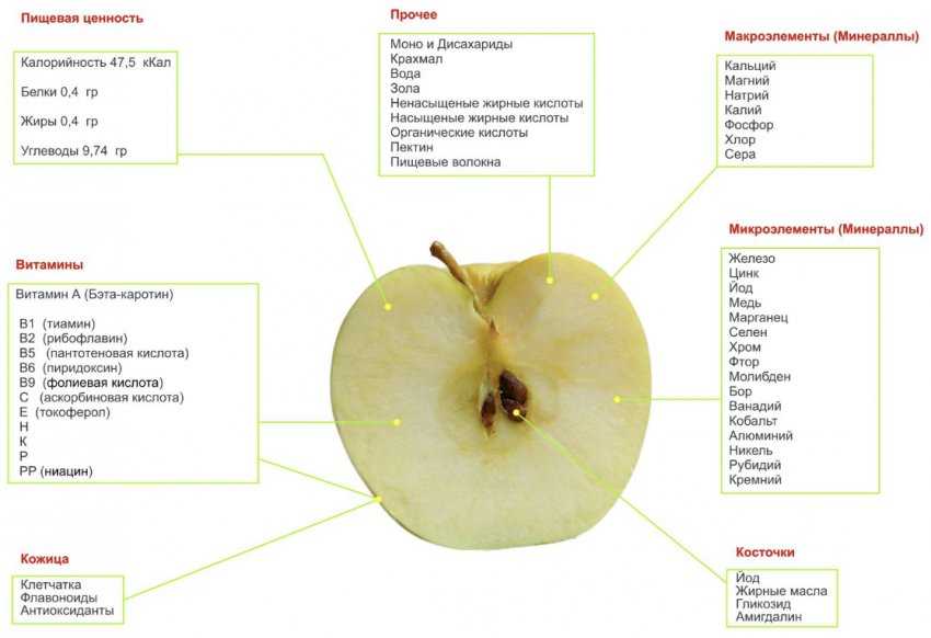 Моченые яблоки – польза и вред