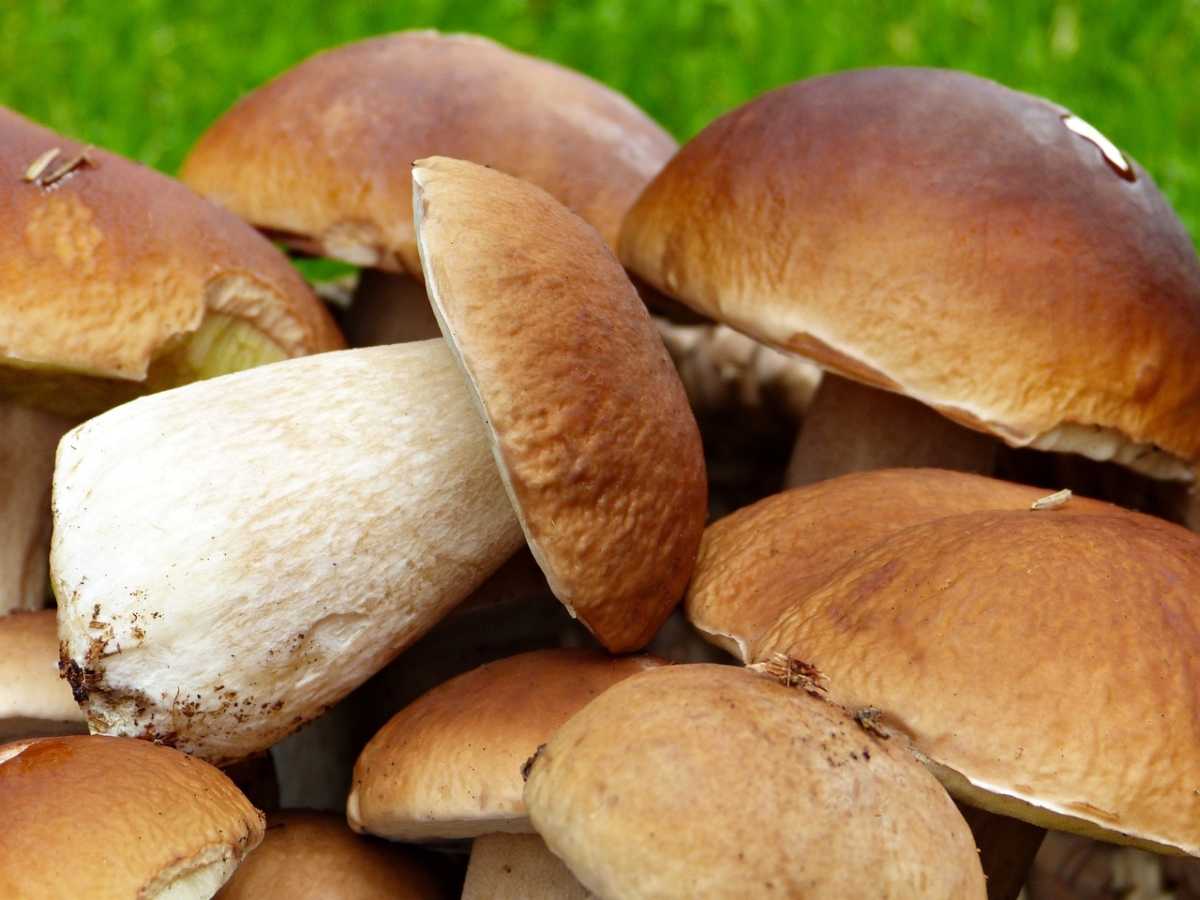 Как сушить грибы на зиму в домашних условиях в духовке