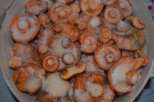 Рыжики маринованные на зиму: рецепты приготовления горячим способом
