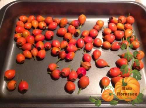 Когда созревает малина в россии: сроки и время сбора ягоды в разных регионах