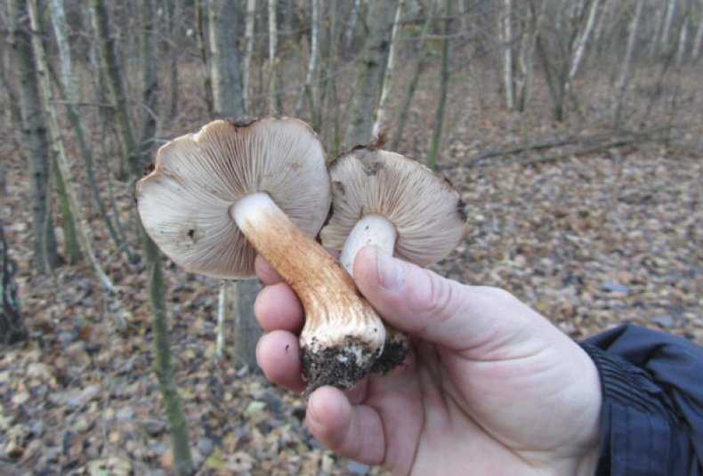 Маринование рядовок: фото, пошаговые рецепты, как мариновать грибы на зиму в домашних условиях