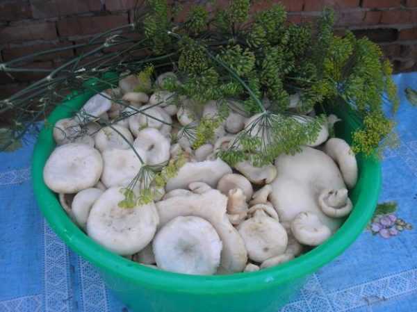 Засолка грибов белых груздей: горячим и холодным способом на зиму в домашних условиях в банки