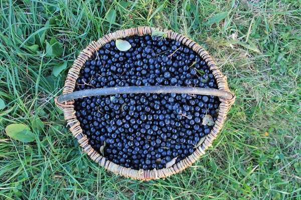 Варенье из черноплодной рябины: свойства, рецепты приготовления