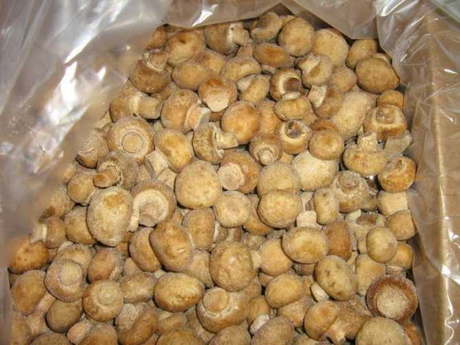 Маринованные грибы валуи на зиму: рецепты в банках, фото и видео с 9% уксусом