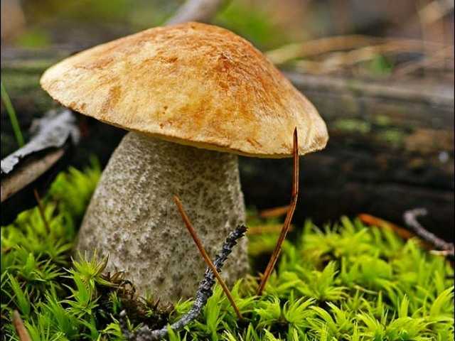 Сколько варить маслята до готовности по времени - грибы собираем