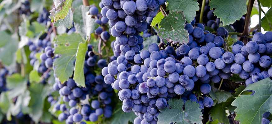 Чача из винограда в домашних условиях: лучшие рецепты