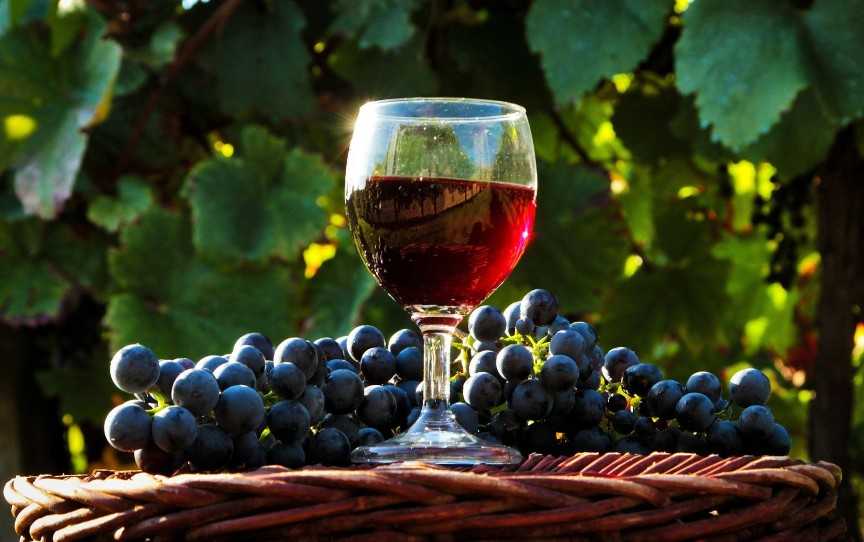 Как сделать домашнее вино из винограда? топ-10 простых и проверенных рецептов с пояснениями