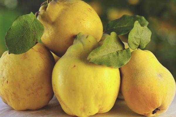 Варенье из айвы на зиму — самые вкусные рецепты с лимоном, орехами, яблоками