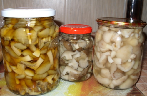 Самые вкусные рецепты маринованных маслят без стерилизации: с зернами горчицы, зеленым луком, сельдереем, базиликом, имбирем и чесноком. Правила маринования и хранения.