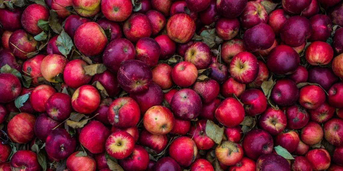 Моченые яблоки — польза и вред для здоровья