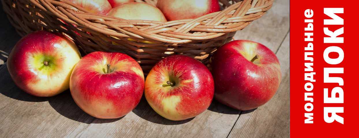 О пользе и вреде моченых яблок