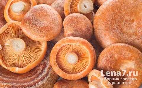 Как мариновать рыжики на зиму – простые рецепты грибов в банках