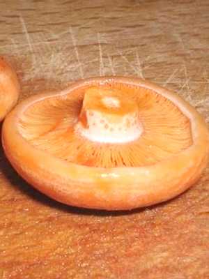 Хранение соленых грибов в домашних условиях. способы закатки