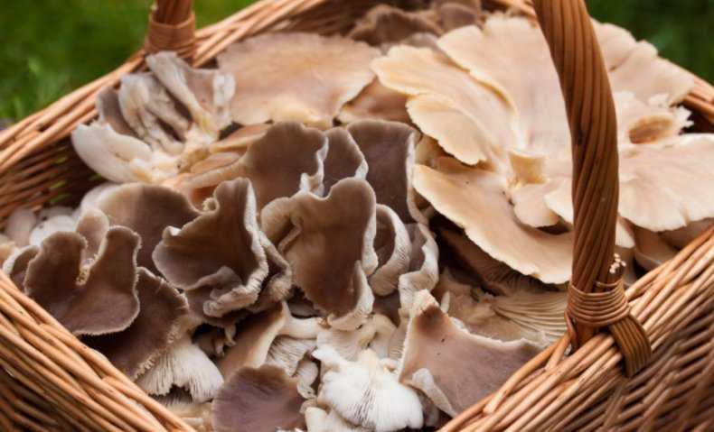 Как сушить грибы в домашних условиях - 5 способов сушки