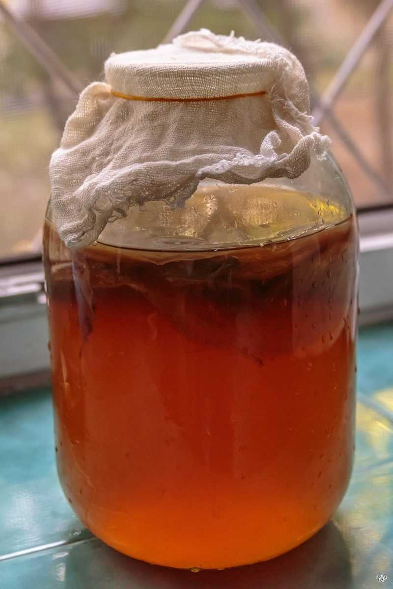 Инструкция по уходу и приготовлению напитка чайного гриба
