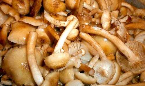 Соус грибной со сметаной: рецепты из шампиньонов, вешенок, опят, как сделать
