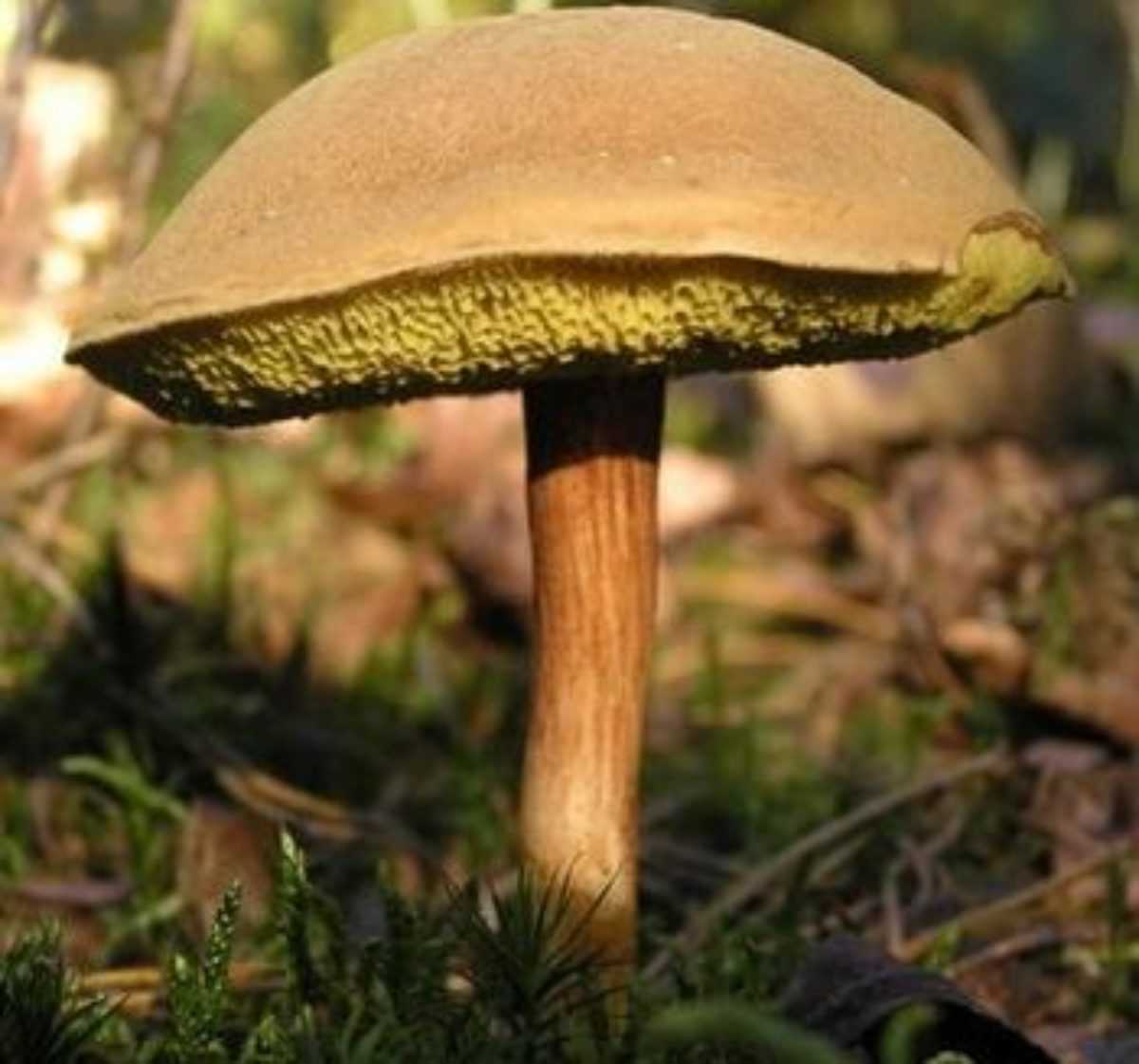 ✅ грибы козляк: рецепты приготовления, как мариновать и солить - tehnoyug.com