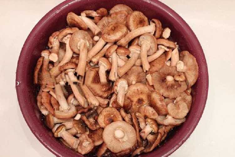 Засолка грибов. грибы на зиму