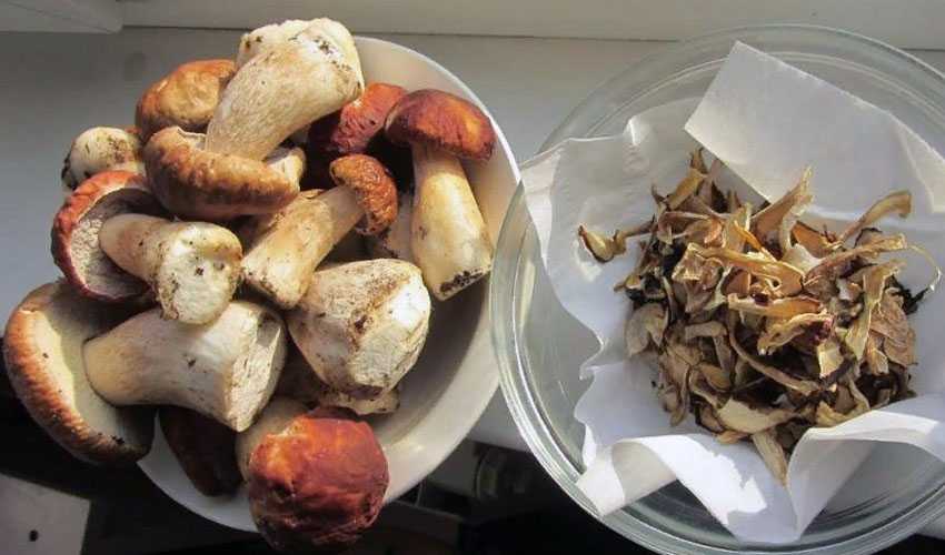 сколько лет хранятся сухие грибы