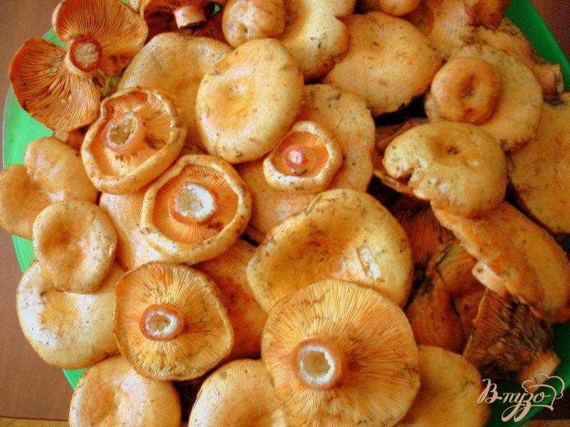 Способы засолки грибов рыжиков в домашних условиях и рецепты с ними (+16 фото)
