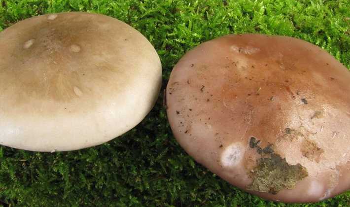 Cушёные белые грибы: рецепты как готовить и сколько варить
