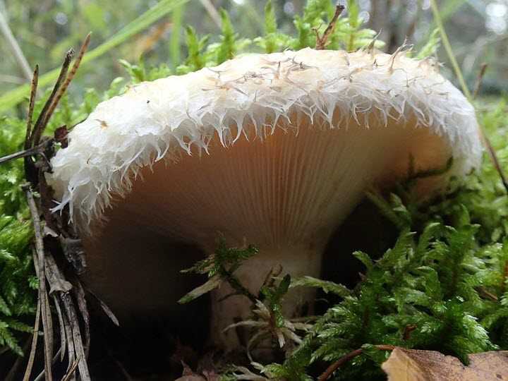 Как солить грибы - разные способы заготовки лесного урожая