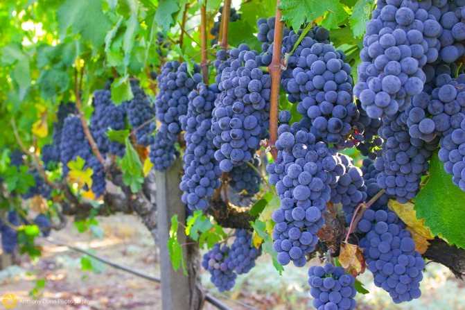 Простой рецепт вина из винограда изабелла, приготовление креплёного вина в домашних условиях