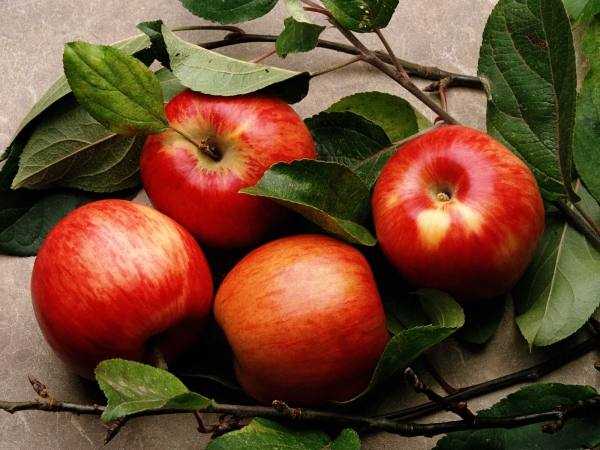 О пользе моченых яблок - блог «курилка»