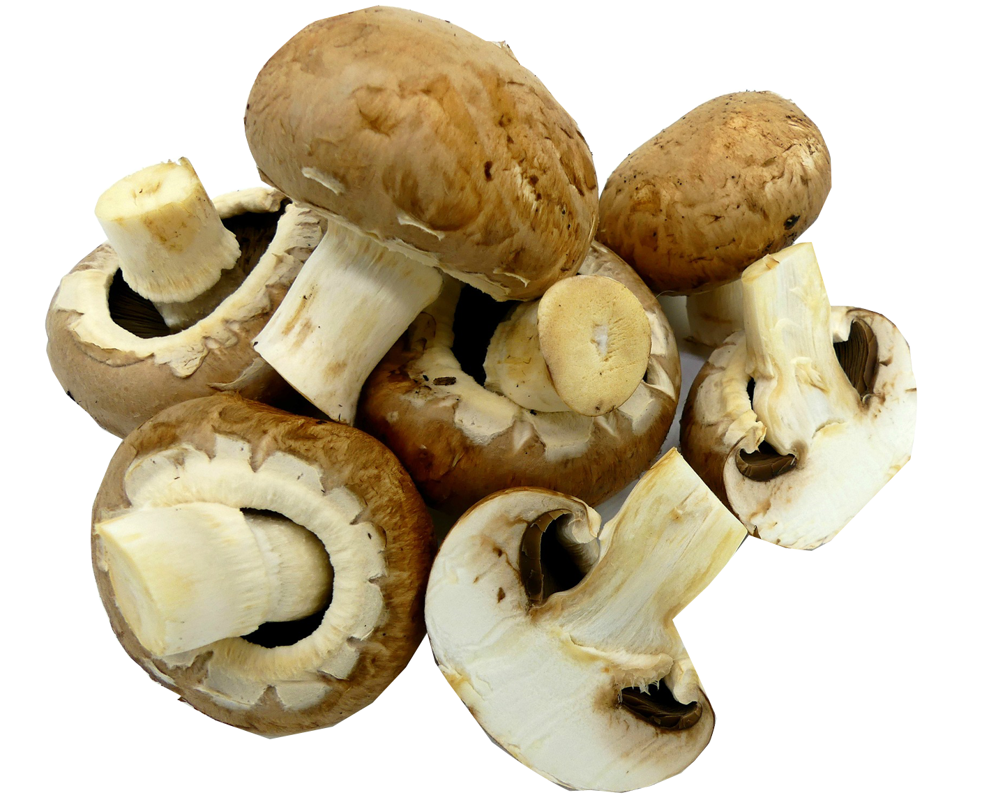 Как правильно варить грибы опята и сколько времени нужно (+18 фото)?