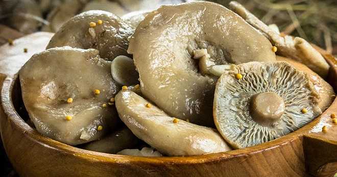 Как чистить белые грибы: перед приготовлением и заморозкой