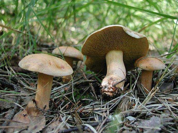 Что можно сделать с грибами козлятами — рецепты на все вкусы