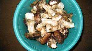 Сколько готовить белые грибы. сколько нужно варить белые грибы перед жаркой? как варить белые: технологические секреты
