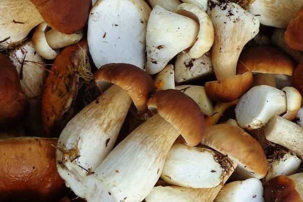 Замороженные грибы: как жарить вкусно — www.wday.ru