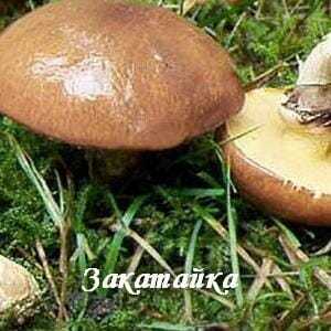 Самые лучшие рецепты засолки грибов: простые и вкусные способы как солить лесные грибы в банках, кастрюле, ведре и под гнетом в домашних условиях. какие грибы подходят для засолки, и сколько дней солят грибы?