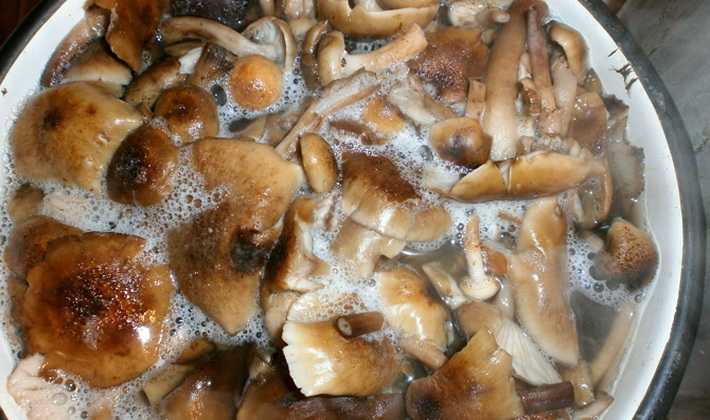 Как хранить соленые грибы в домашних условиях. тонкости и хитрости хранения солёных грибов: закатанных в банки или без закатки - автор екатерина данилова