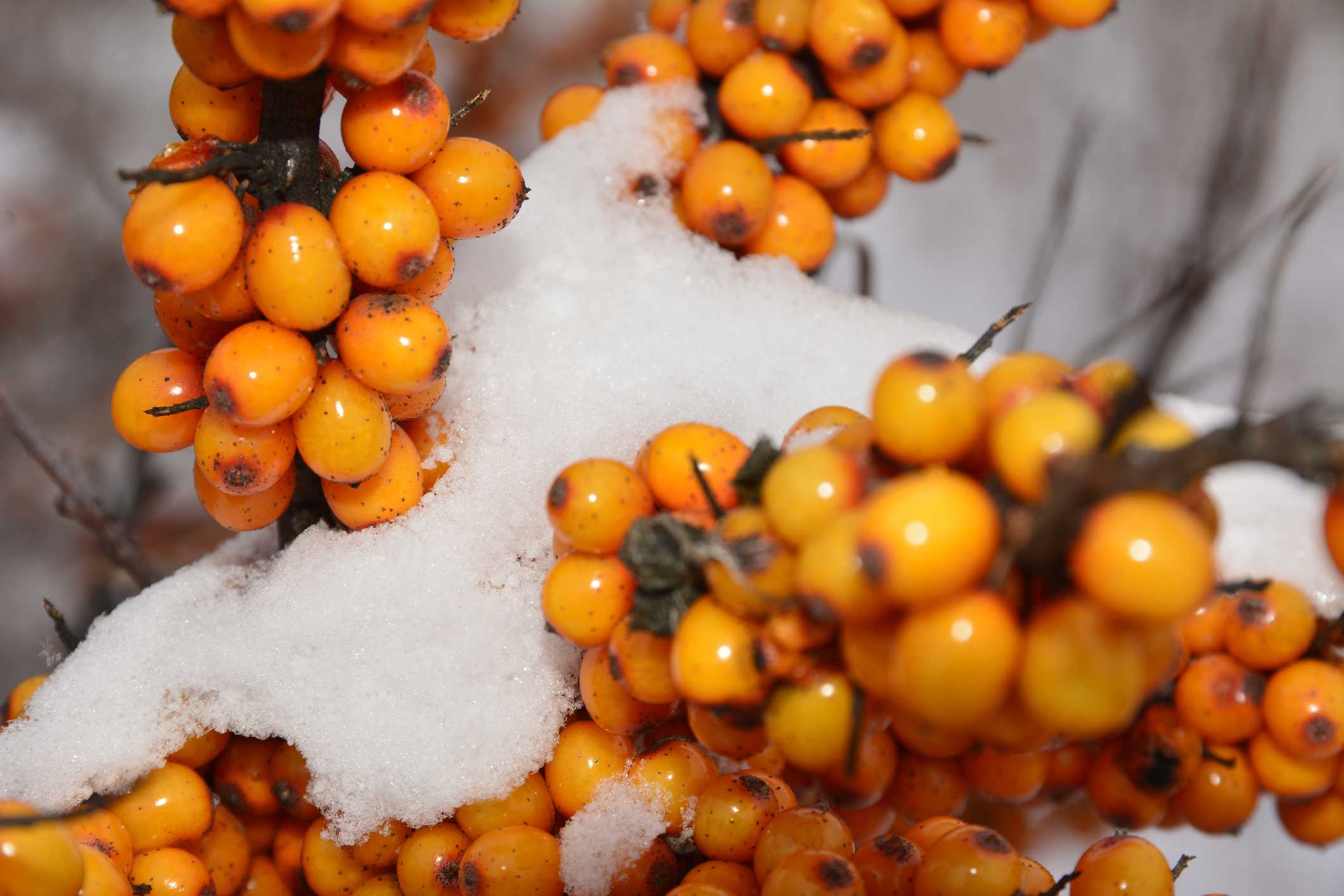 Правила и способы хранения ягод облепихи на зиму в домашних условиях
