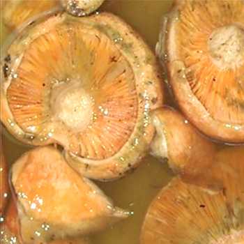 Что делать если при солении грибов холодным способом потемнел рассол