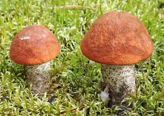 Консервированные жареные грибы — пошаговый рецепт с фото