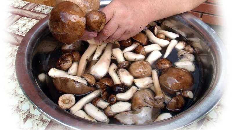 Заготавливаем белые грибы на зиму: как сохранить вкус и полезные свойства?