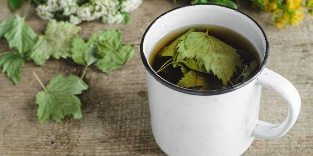 Лист смородины: полезные свойства и противопоказания, рецепты приготовления чая, как сделать лечебный отвар и чем полезен в домашней косметологии