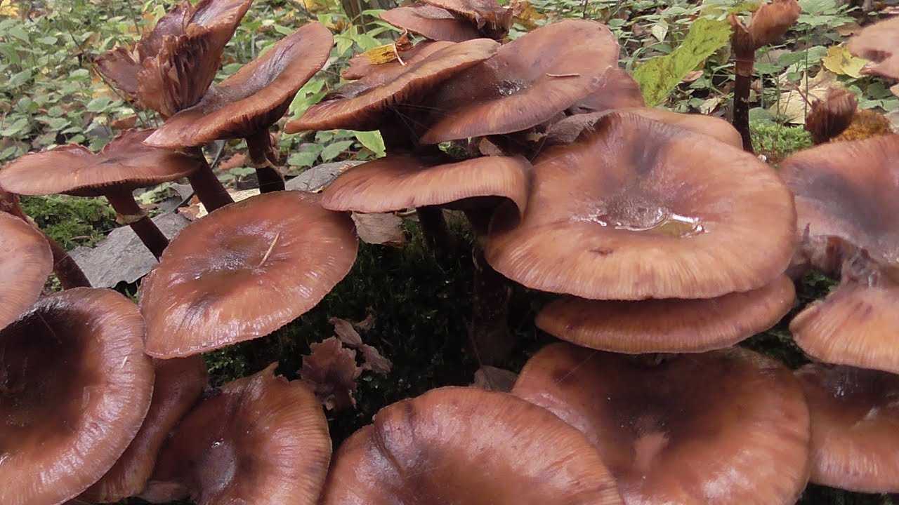 Взрослые опята-переростки: фото, как выглядят съедобные осенние переросшие грибы и можно ли их есть