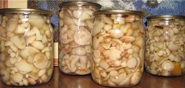 Как заморозить грибы на зиму в морозилке: какие грибы выбрать и способы заморозки