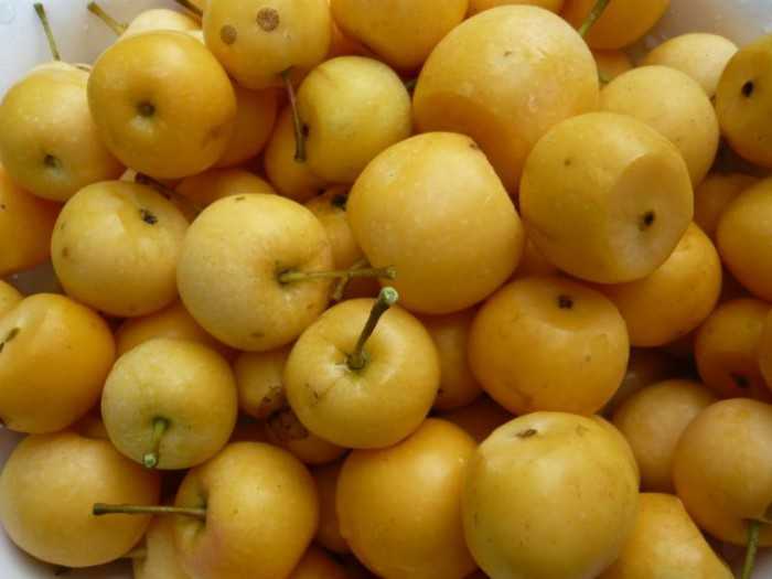 Мочёные яблоки на зиму: рецепты приготовления в домашних условиях (в банках, в бочке, с сахаром, хреном, медом и горчицей)