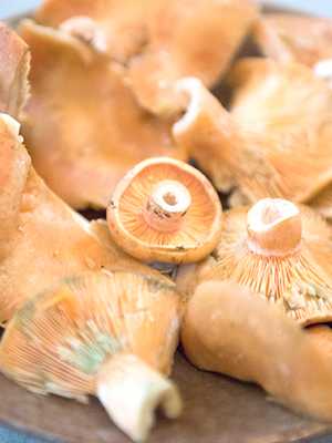 Можно ли заморозить грибы сморчки на зиму