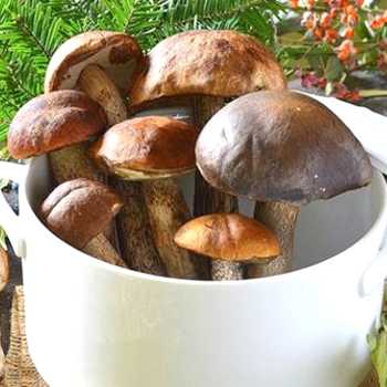 Как заморозить грибы обабки на зиму в морозилке: 4 способа » сусеки